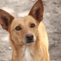 Adopta a Xesca