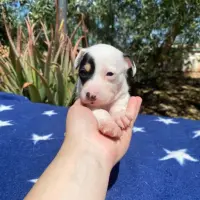 Adopta a Ágatha