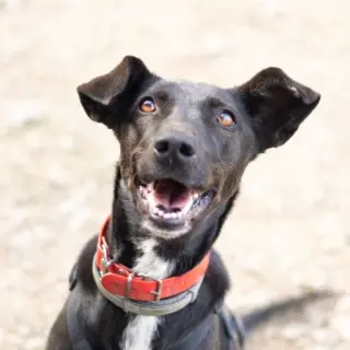 Neula