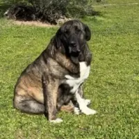 Adopta a Jara