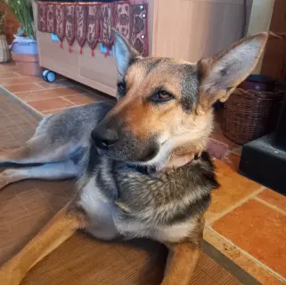 Gala