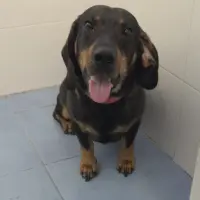 Adopta a Rocky