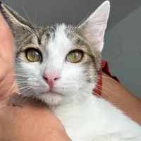 Adopta a Oscar - Gatito De 5 Meses