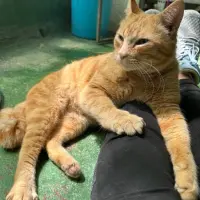 Adopta a Alan.