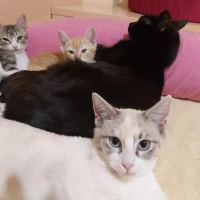 Adopta a 4 Precios Gatitos