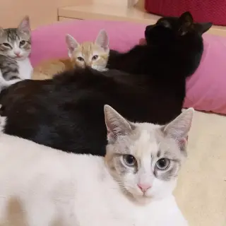 4 Precios Gatitos