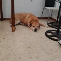 Adopta a Simba