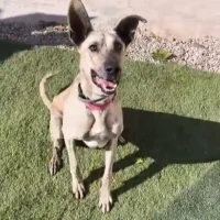 Adopta a Nico