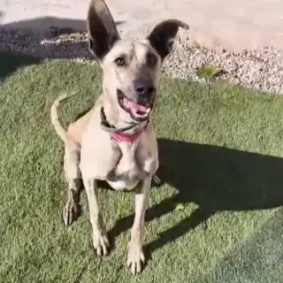 Nico