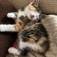 Adopta a Mulan
