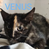 Adopta a Venus