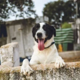 Adopta a Bella