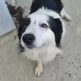 Adopta a Nico
