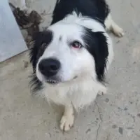 Adopta a Nico