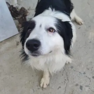 Nico