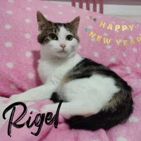 Adopta a Rigel