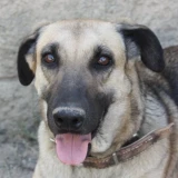 Adopta a Cora