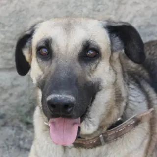 Cora