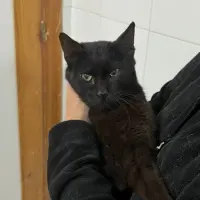 Adopta a Cristóbal