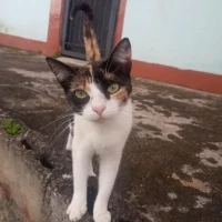 Adopta a Zuri