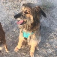 Adopta a Max Yerbita