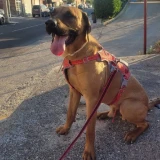 Adopta a Odín