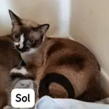 Adopta a Sol