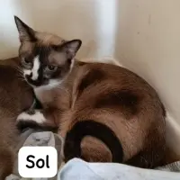 Adopta a Sol