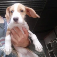 Adopta a Lila