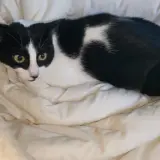 Adopta a Valiente