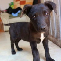 Adopta a Tino