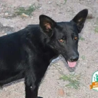 Adopta a Zorumbo