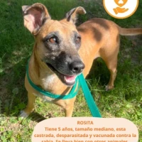 Adopta a Rosita