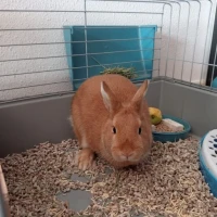 Adopta a Pelusa