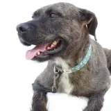 Adopta a Ulises