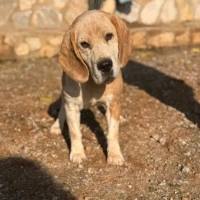 Adopta a Sandokan