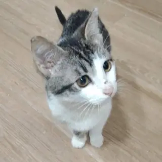 Vitto