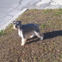 Adopta a Max