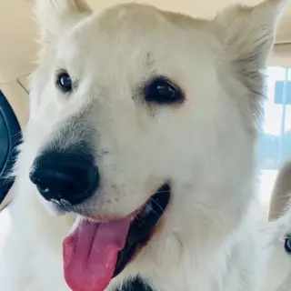 Oliver