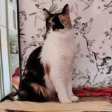 Adopta a Mariah