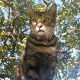 Adopta a Okupa