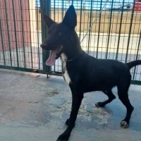 Adopta a Carboncillo