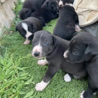 Adopta a Camada De Perritos
