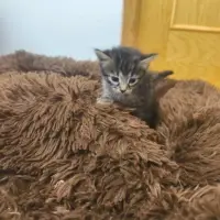 Adopta a Bella