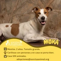 Adopta a Moka