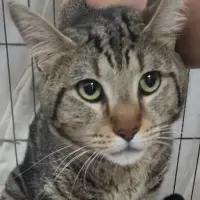 Adopta a Tomás