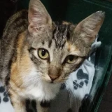 Adopta a Dori