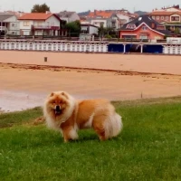 Adopta a Lola
