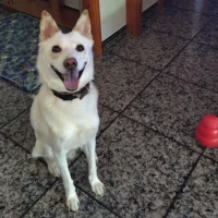 Adopta a Lobo