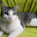 Adopta a Milú
